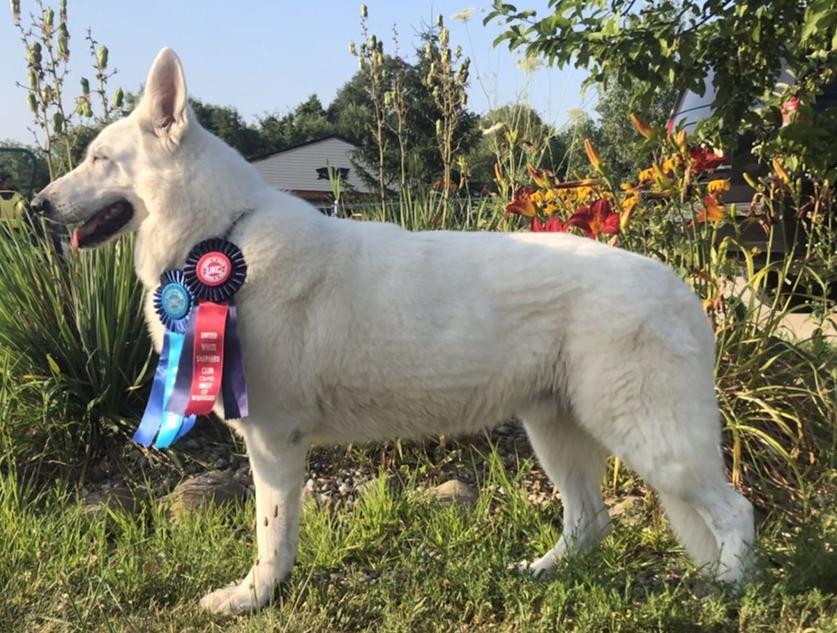 Serenity’s Andre Grandier | White Swiss Shepherd Dog 