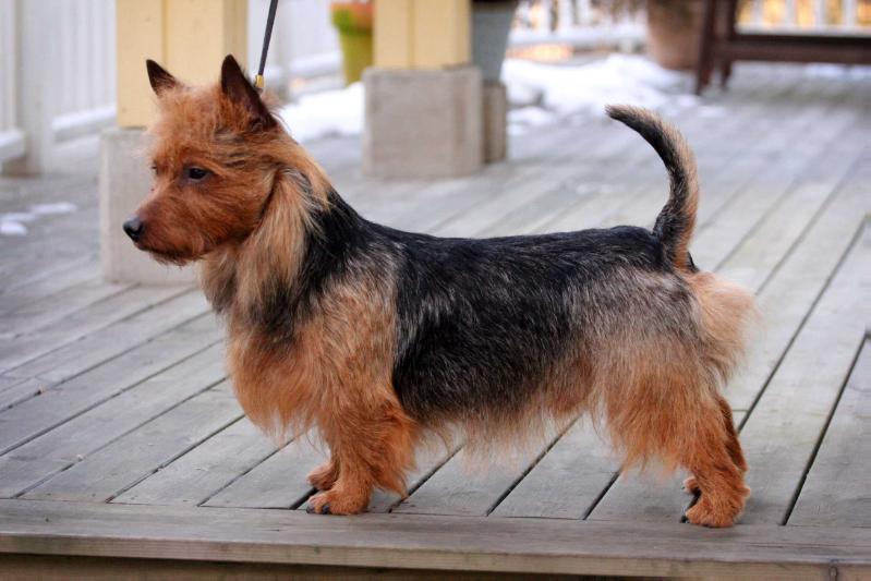 MELUKYLAN KARAM-B-OLA | Australian Terrier 