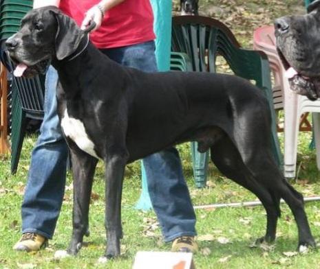 Chavier Silva Tarok | Great Dane 