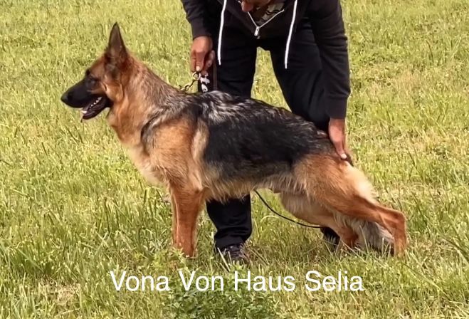 Vona Von Haus Selia | German Shepherd Dog 
