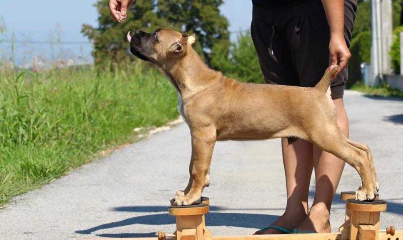 Piece of Puzzle Sangue Magnifica | Cane Corso 