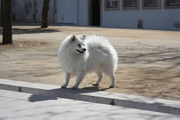 Maria Bonita do Vale d'Huyo | German Spitz 