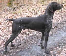 Ullo Rothenuffeln | German Shorthaired Pointer 