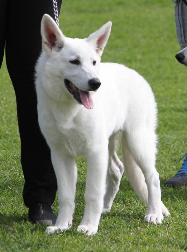 Neigepearl Bowser | White Swiss Shepherd Dog 