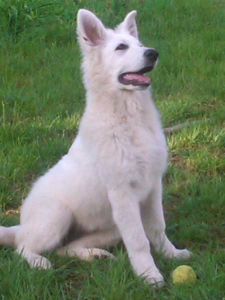 AIRIS White Fang's House | White Swiss Shepherd Dog 