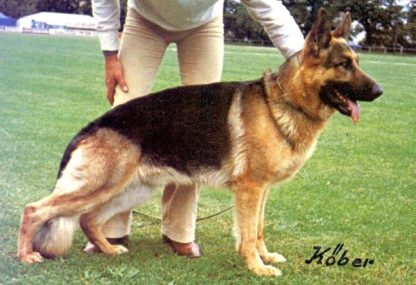 Berry von der Grone | German Shepherd Dog 