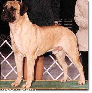 Arrowhead's Ram Tuff | Bullmastiff 