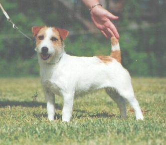 Rosetta/JR Radiance | Jack Russell Terrier 