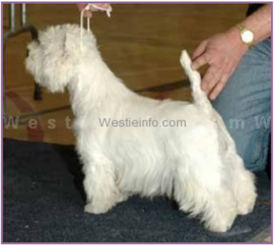 Highcrest Enya Dreams Lynnsto | West Highland White Terrier 