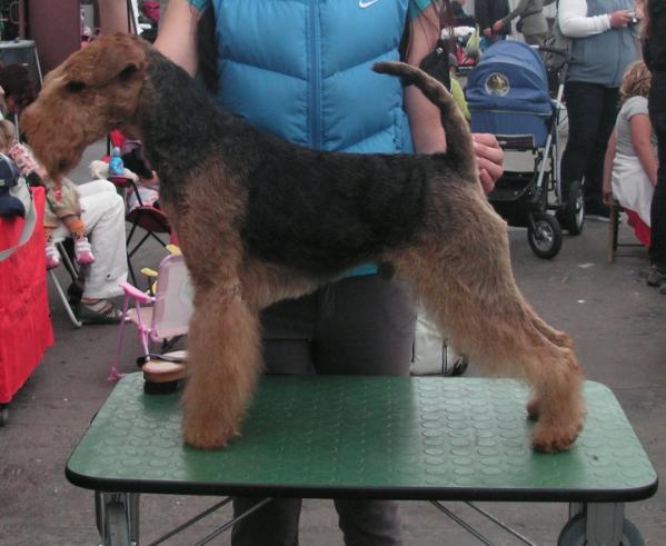 Frisco od Guvernéra | Welsh Terrier 