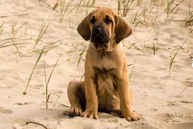 Ki'Lara de Anjo da Guarda | Fila Brasileiro 