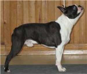 Windi-Pines Thirty-Eight Special | Boston Terrier 