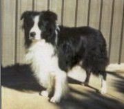 Borcat Mc Allister | Border Collie 