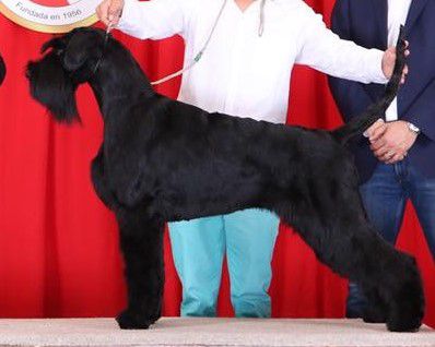 BELROD CANARIAS FRIDA | Giant Schnauzer 