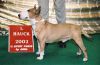 Amatol Red alert | Miniature Bull Terrier 