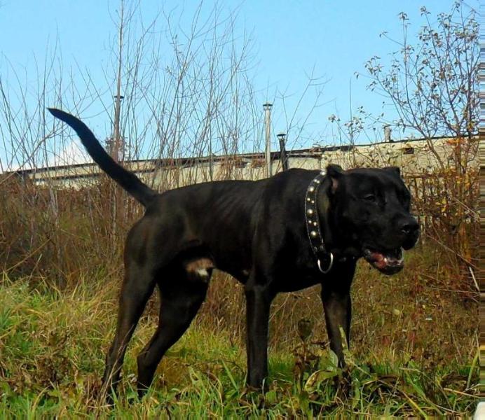 ??????? | American Pit Bull Terrier 