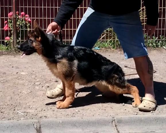PACA DE HAUSANLIT | German Shepherd Dog 