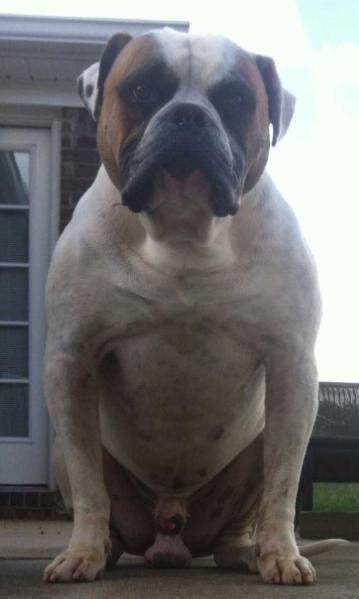 Kearse's Mondo of GGK | American Bulldog 