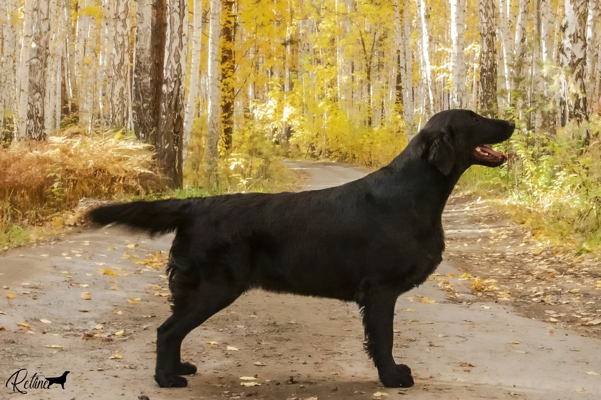 Retline Pentagramm | Flat-Coated Retriever 