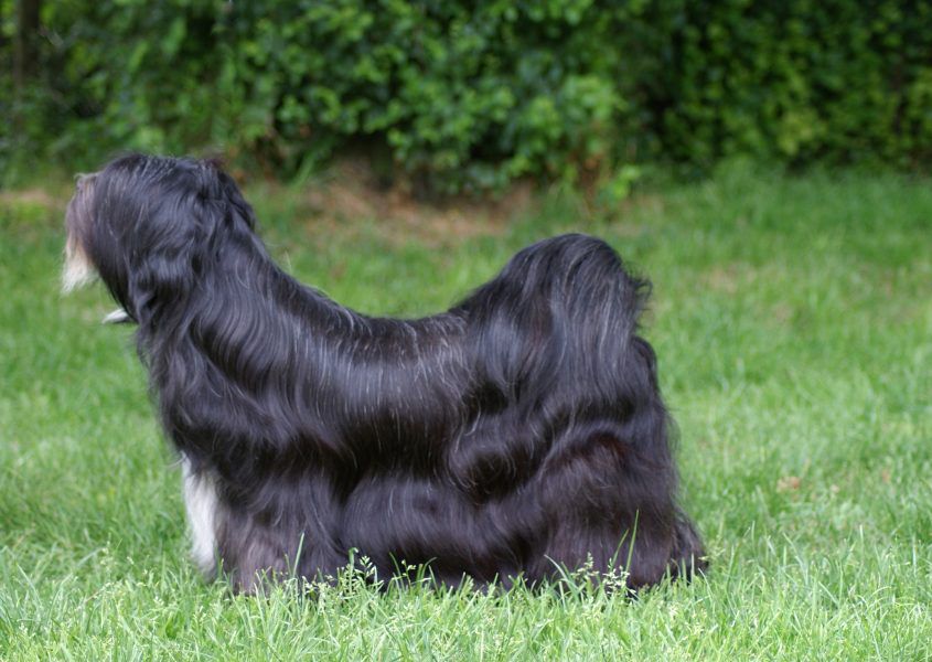 SHANA OF SJO-WHO-SJI-BIB | Tibetan Terrier 