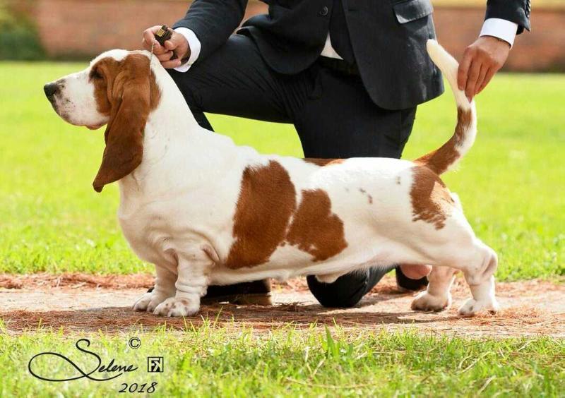 Kuorii Lime | Basset Hound 