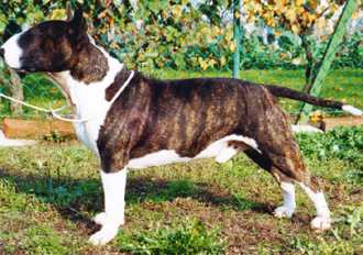 Quest Orca Sea Demon | Bull Terrier 