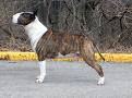 Action Bestuvall Zodiac Sign | Bull Terrier 