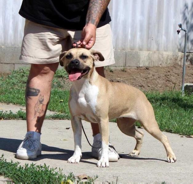 Rixendris Tribale Indra | American Staffordshire Terrier 