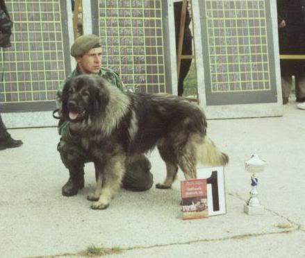 Caf (JR 795550 SO) | Yugoslavian Shepherd Dog-Sarplaninac 