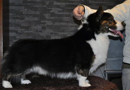Dunes Not All Treasure Is Silver And Gold | Cardigan Welsh Corgi 