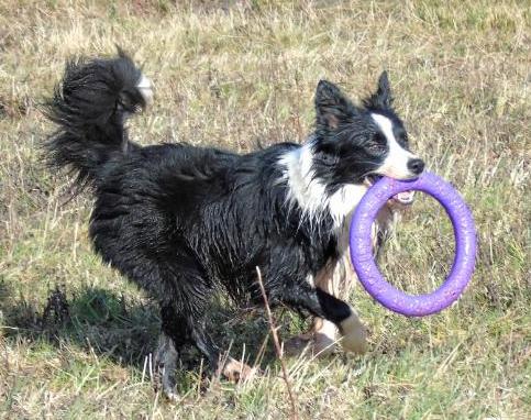 Frason Shinano River | Border Collie 