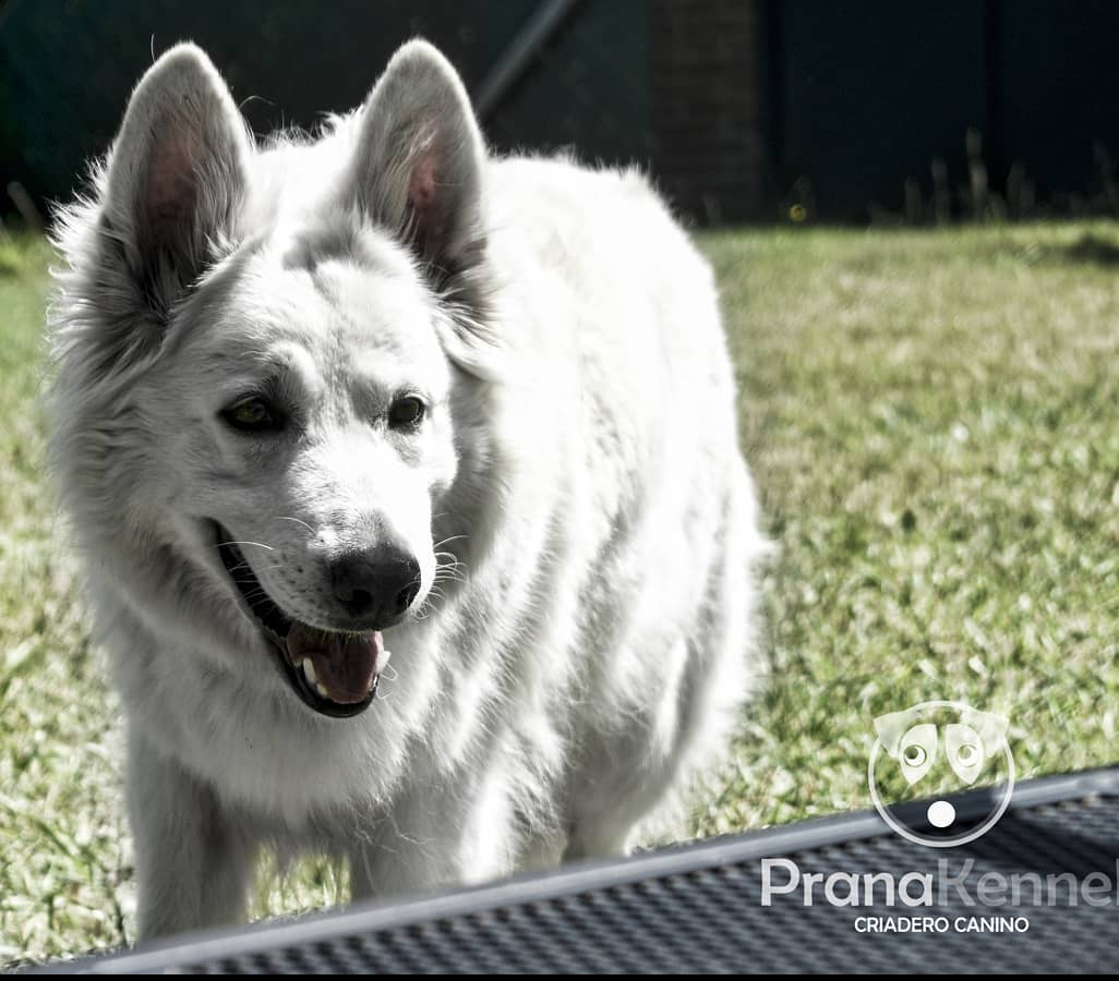 Aimee de el Redil | White Swiss Shepherd Dog 