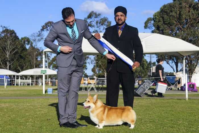 Fergwyn Hans Solo | Pembroke Welsh Corgi 