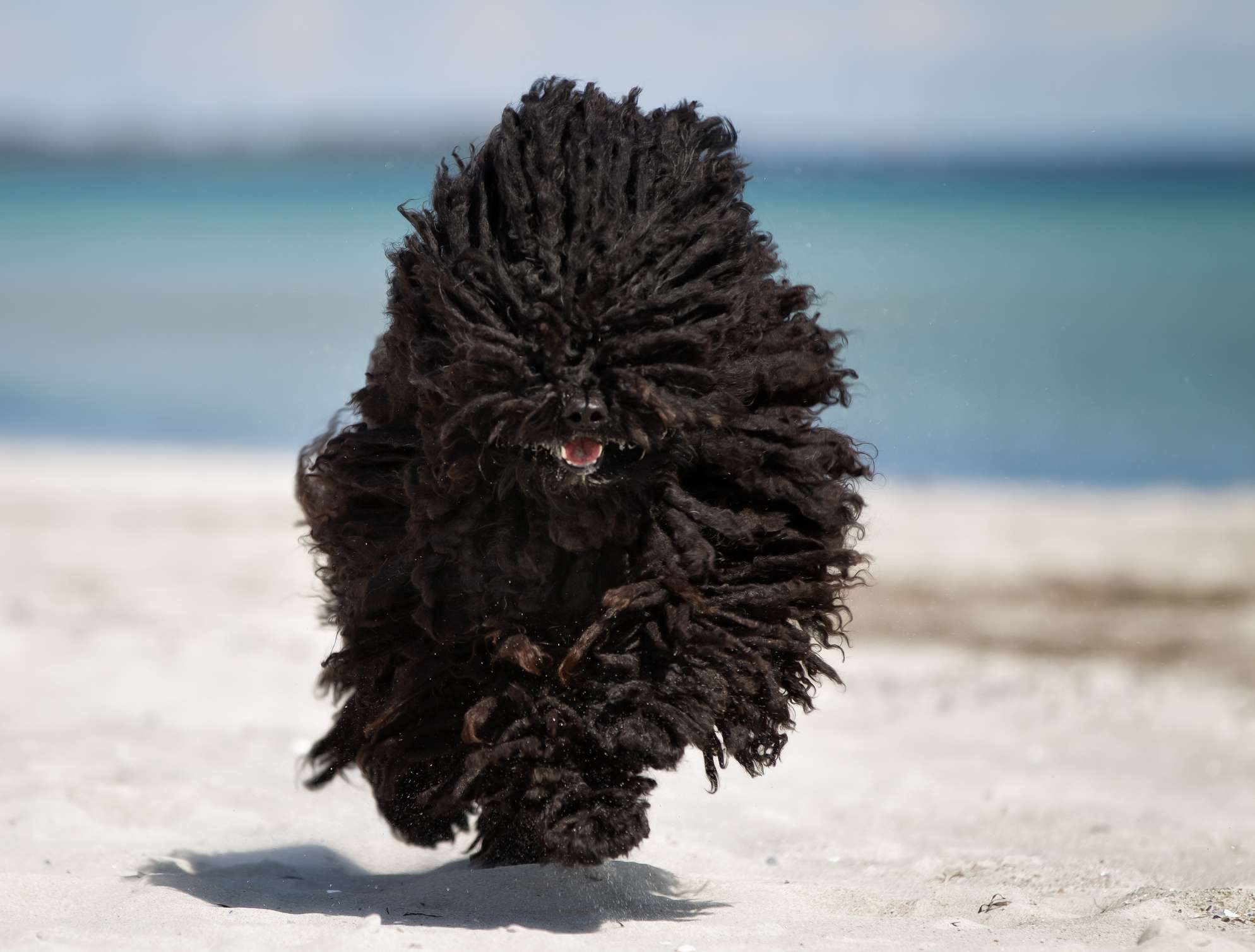 Puli