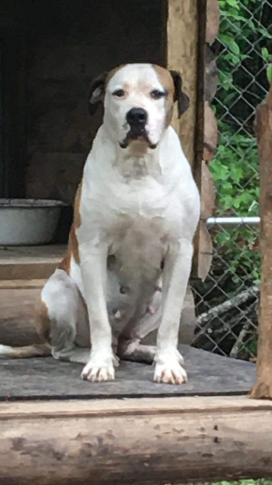Leamond’s Cinnamon | American Bulldog 