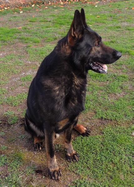 Xandor von Schraderhaus | German Shepherd Dog 