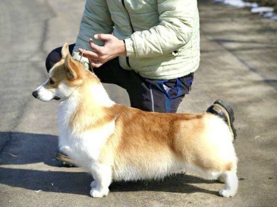 Zico of Hangaram | Pembroke Welsh Corgi 