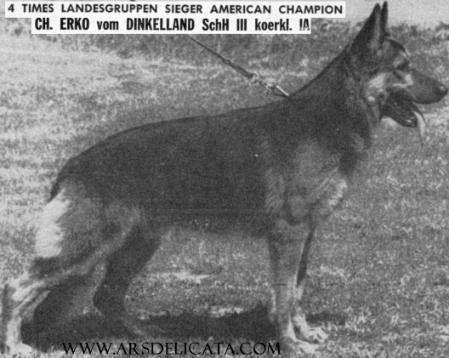 Erko vom Dinkelland | German Shepherd Dog 