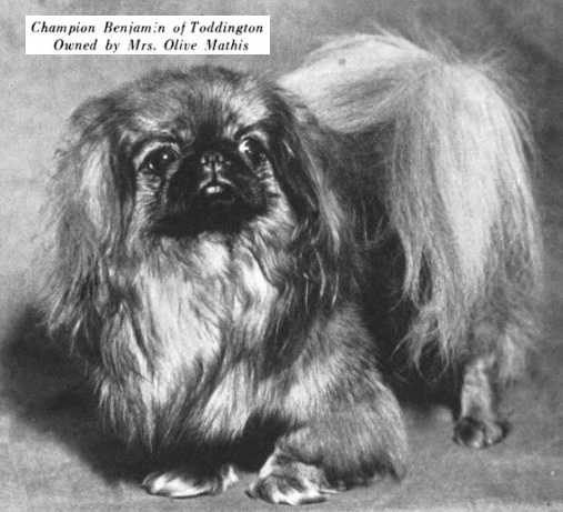 Benjamin of Toddington | Pekingese 