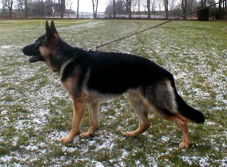 Carlos vom alten Wingertshaus | German Shepherd Dog 