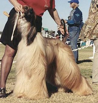 Sura's Fatal Attraction | Afghan Hound 