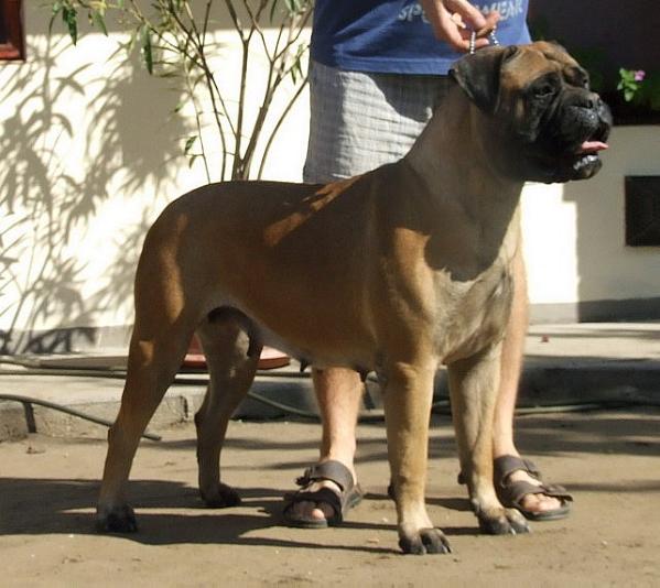 Valhalla Hunter Gaia | Bullmastiff 