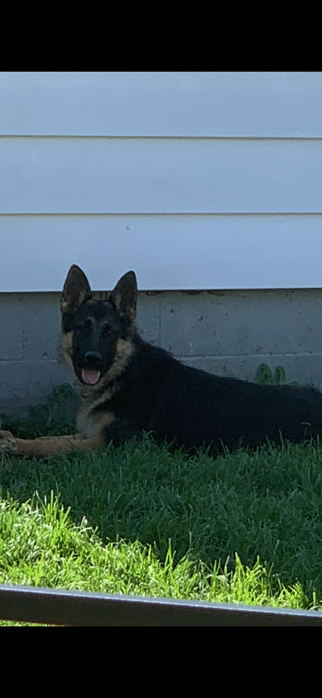 Leo Rahal | German Shepherd Dog 
