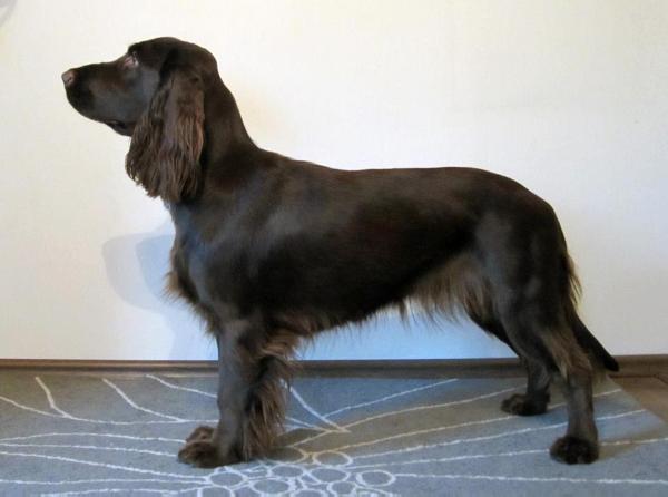 Icemint Kultakomeetta | Field Spaniel 