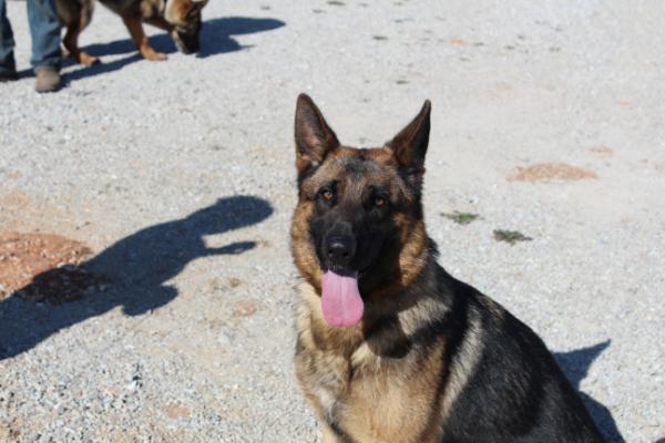 Mira of Adams Shepherds | German Shepherd Dog 
