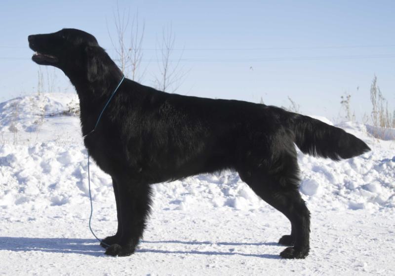 Talliar Shikary Victoria For Fillari | Flat-Coated Retriever 