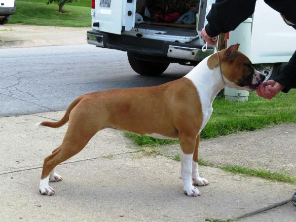 Woodshire's The Red Rose | American Staffordshire Terrier 