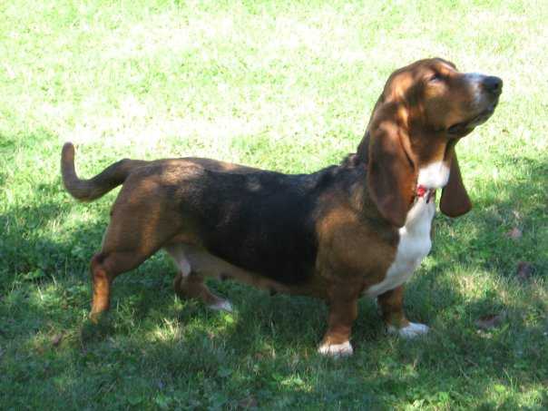 Camylla | Basset Hound 