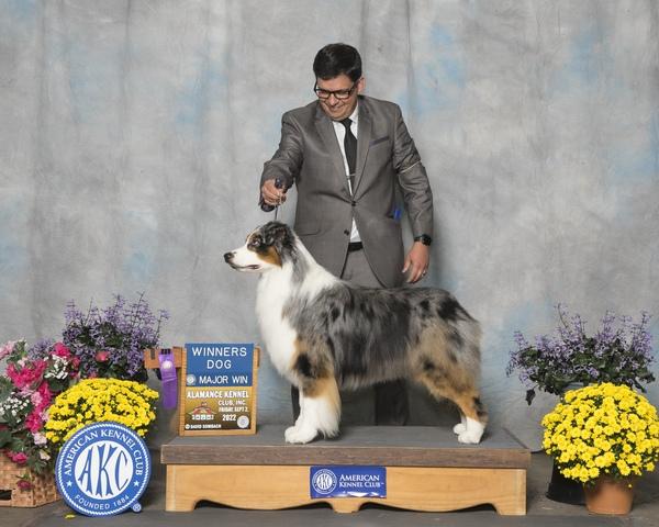 Bridgewater Empire State Of Mind | Australian Shepherd 