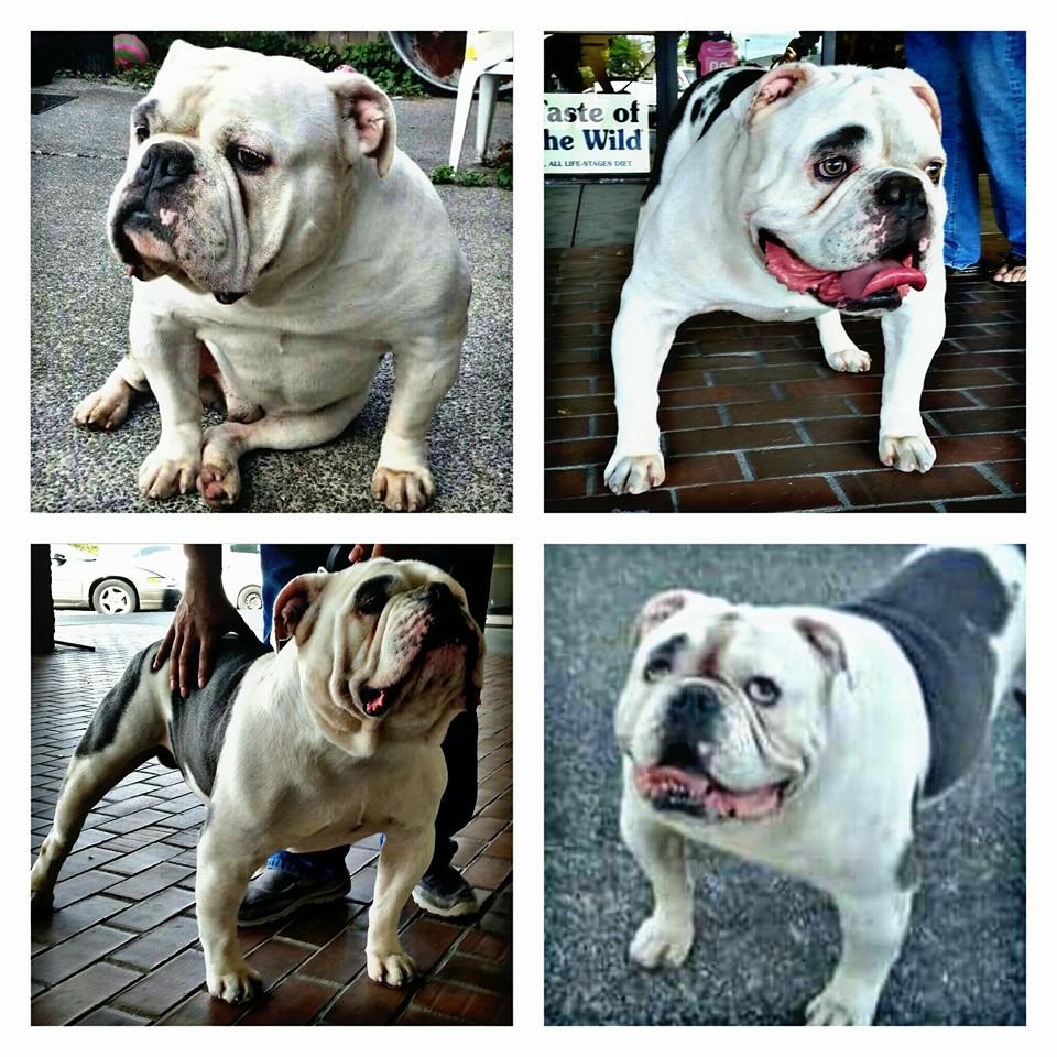 Trinh's Blue Cloud | Olde English Bulldogge 